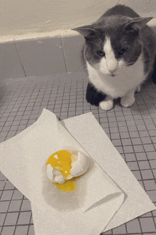 a cat is looking at a cracked egg on a paper towel