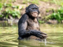 a chimpanzee is standing in the water with its tongue out .