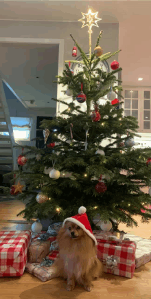 a dog wearing a santa hat is sitting under a christmas tree