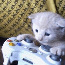 a kitten is playing a video game controller