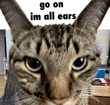 a close up of a cat with the words go on im all ears written above it