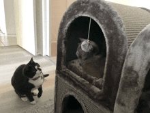 a black and white cat is looking at another cat in a cat tree