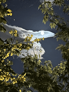 a full moon is visible through the branches of a tree at night