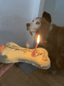 a dog looking at a birthday cake with a candle on it