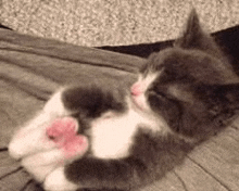 a gray and white kitten is laying on a bed with its paws up .