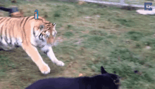 a tiger is running towards a black dog in the grass .