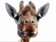 a close up of a giraffe 's head looking at the camera .