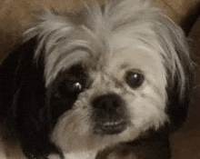 a black and white shih tzu dog is laying down on a bed and looking at the camera .