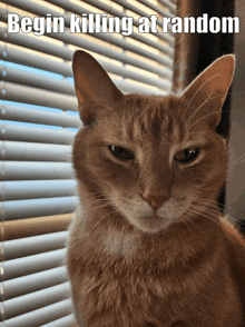 a cat is sitting in front of a window with blinds and a caption that says begin killing at random