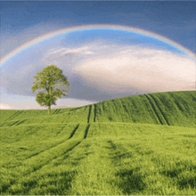 a tree in a field with a rainbow in the sky above it