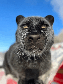 a close up of a panther with snow on its face