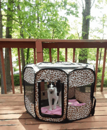 a black and white cat in a leopard print cage