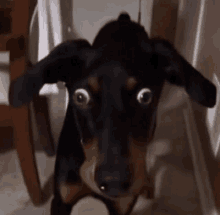 a black and brown dog with big googly eyes looks at the camera