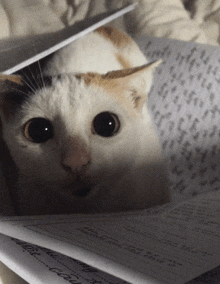 a cat laying on top of a pile of papers with the letters a and b on them