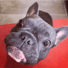 a close up of a dog 's face with its tongue hanging out