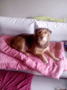 a brown dog is laying on a pink blanket