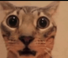 a close up of a cat 's face with big eyes and a surprised look on its face .