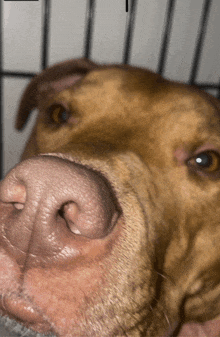 a close up of a dog 's nose behind bars