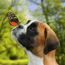 a dog with a butterfly on its nose looking up