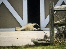 a black and white dog is laying in front of a barn door