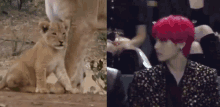 a lion cub is sitting next to a lion and a man with red hair is sitting in a stadium .