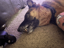 a german shepherd dog laying on a carpet with its mouth open