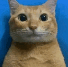 a close up of a cat 's face with a blue background .