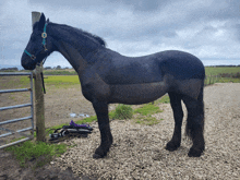 a black horse with a blue bridle is standing in a gravel field