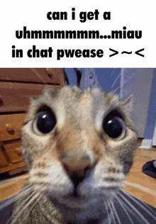 a close up of a cat with a caption that says can i get a uhmmmmmm..miau in chat pwease