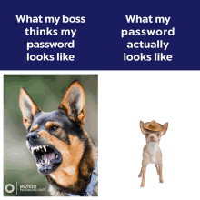 a poster that says what my boss thinks my password looks like next to a picture of a dog