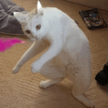 a white cat is standing on its hind legs on a carpet