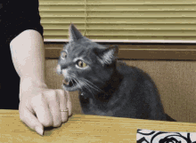 a gray cat is sitting on a table with its mouth open and a person 's hand reaching out towards it