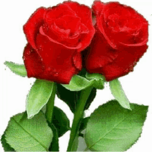 two red roses with green leaves on a white background