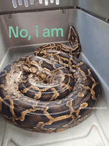 a large snake in a plastic container with the words no i am written above it