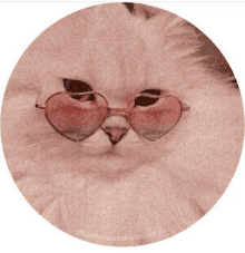 a close up of a cat wearing heart shaped sunglasses .