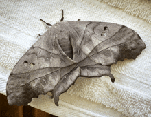 a moth is sitting on a white towel with the name cosan on it