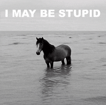 a horse is standing in the water with the words i may be stupid above it