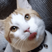 a close up of a cat with its tongue out wearing a black collar with a bell