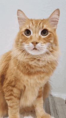 a fluffy orange cat looking at the camera with a white whiskers