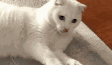 a white cat is laying on a carpet on the floor .