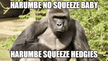 a gorilla is sitting in the woods with a funny caption .