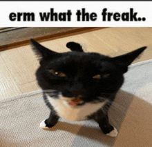 a black and white cat is standing on its hind legs with a caption that says " erm what the freak "