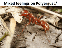 a red ant is eating a piece of food on the ground with a caption that says mixed feelings on polyergus .