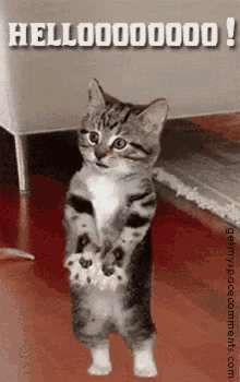 a kitten is standing on its hind legs and says hello !