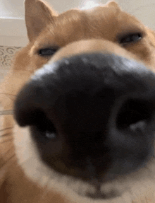 a close up of a dog 's nose and eyes