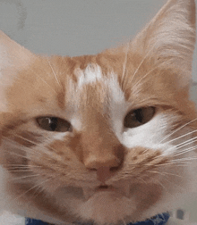 a close up of a cat 's face with a white spot on its forehead