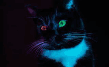 a black cat with red and green eyes and a blue tail is glowing in the dark .