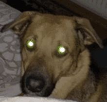 a close up of a dog laying on a bed with bright green eyes .