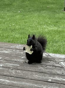 a black squirrel is eating a piece of bread