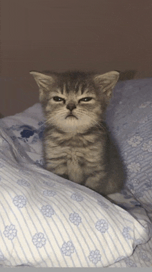 a kitten is sitting on a bed with a striped blanket